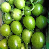 Mini Elf Pumpkin Seeds – High-quality early-maturity variety, high-yielding, strong resistance, easy to grow