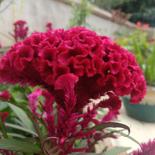 Hezhichun Red Cockscomb Seeds | Celosia cristata | Fan-Shaped Annual Plant for Borders Cut & Dried Flowers