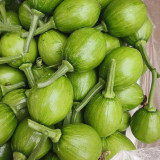 Mini Elf Pumpkin Seeds – High-quality early-maturity variety, high-yielding, strong resistance, easy to grow