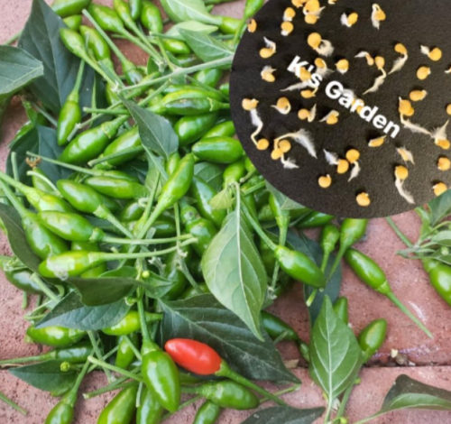 Bird's Eye Chili Seeds, ỚT XIÊM RỪNG | Hight Germination Rate