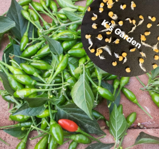 Bird's Eye Chili Seeds, ỚT XIÊM RỪNG | Hight Germination Rate