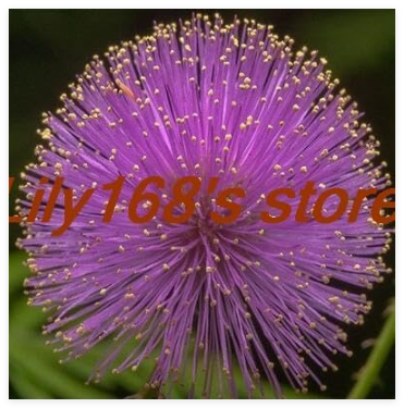 Albizia Julibrissin Tree Seeds (Persian Silk Tree) Mini Potted Bonsai