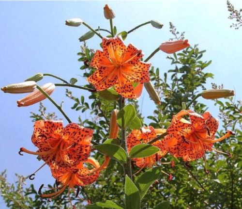 Lily Flower Bulbs 3 XL Tiger Lilies Orange Black Florist Flowers Ready to Plant