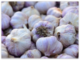 Siberian Garlic,Whole Garlic Bulbs, Bulbs are Ready for Eating or Planting