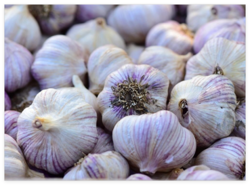 Siberian Garlic,Whole Garlic Bulbs, Bulbs are Ready for Eating or Planting