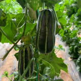 Yiwo Wu Sweet Melon Seeds - Excellent variety, early maturing and high yielding, easy to cultivate, suitable for all growers