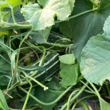Yiwo Wu Sweet Melon Seeds - Excellent variety, early maturing and high yielding, easy to cultivate, suitable for all growers