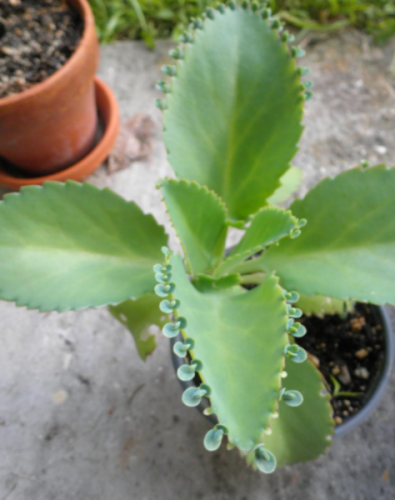 Mother of Thousands Kalanchoe daigremontiana 2-4 Rooted Plant