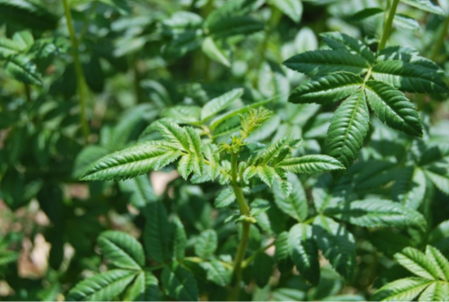 Huacatay Seeds Black Mint Tagetes minuta Flavorful Herb