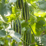 Yiwo Wu Sweet Melon Seeds - Excellent variety, early maturing and high yielding, easy to cultivate, suitable for all growers