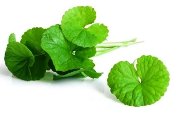 Centella Asiatica Big Leaf Seed Gotu Kola Indian Pennywort Rau Má Vegetable Seeds