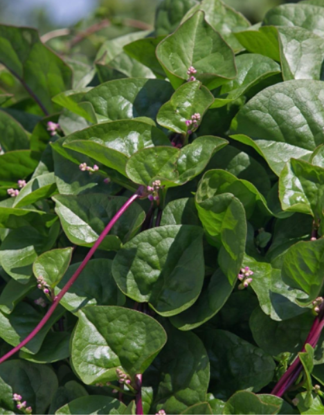 Malabar Red Stem Spinach Seeds, Red Vine Spinach, Ceylon, Non-GMO