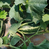 Yiwo Wu Sweet Melon Seeds - Excellent variety, early maturing and high yielding, easy to cultivate, suitable for all growers