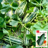 Yiwo Wu Sweet Melon Seeds - Excellent variety, early maturing and high yielding, easy to cultivate, suitable for all growers