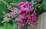 Lespedeza Bicolor Seeds Hardy Bush Clover Shrub Garden Landscape Flowers