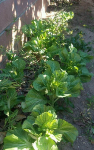 Chinese Mustard Seeds/Asian Mustard Green/mustasa/GAI Choy/Châu á mù tạt