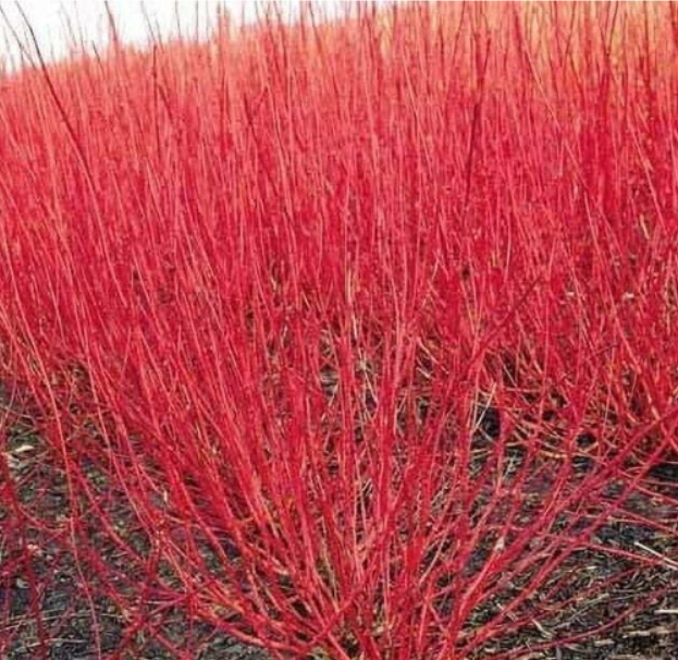 Cornus sericea RED Osier Dogwood Seeds