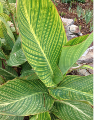 Variegated Canna Pretoria - Bengal Tiger Rhizome Tropical Plant Perennial