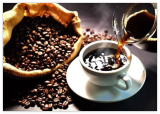 Yemeni Coffee Bean Tree Seeds / Mocca Peaberry/Sa'Dah Governate/Rare