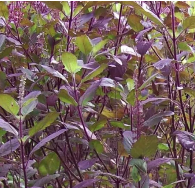 Seeds Red Leaf Holy Basil/Krishna Tulsi