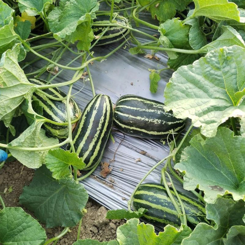 Yiwo Wu Sweet Melon Seeds - Excellent variety, early maturing and high yielding, easy to cultivate, suitable for all growers