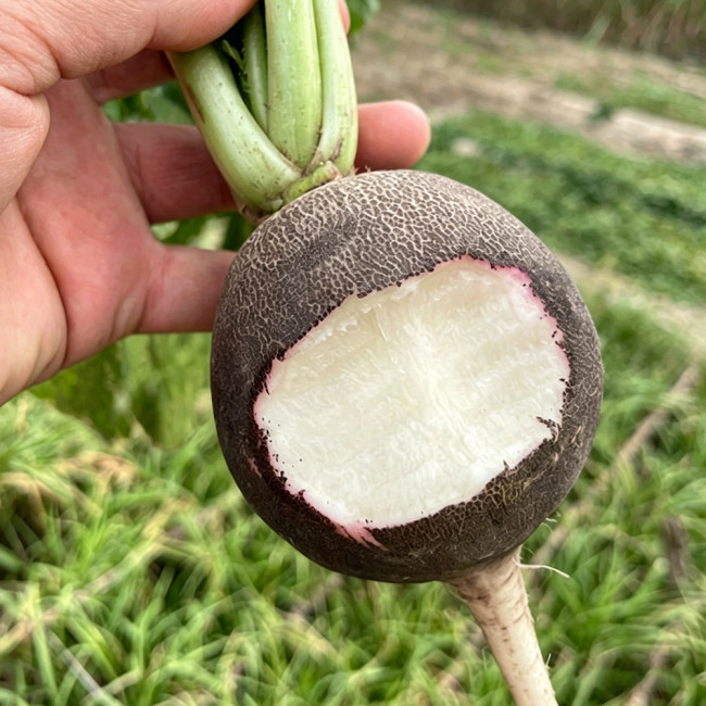 Black Skin Cherry Radish Seeds – Rare Black Skin White Flesh, Crisp Texture, Easy to Grow, Spring Autumn Planting
