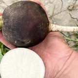 Black Skin Cherry Radish Seeds – Rare Black Skin White Flesh, Crisp Texture, Easy to Grow, Spring Autumn Planting
