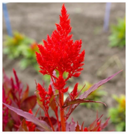 Celosia Forest FIRE Red Crimson Scarlet Cut Flowers Cockscomb Non-GMO Seeds