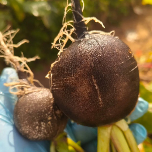 Black Skin Cherry Radish Seeds – Rare Black Skin White Flesh, Crisp Texture, Easy to Grow, Spring Autumn Planting