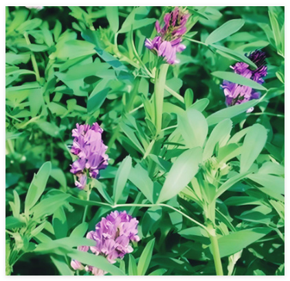 Alfalfa Cover Crop Seeds | Non-GMO | Heirloom