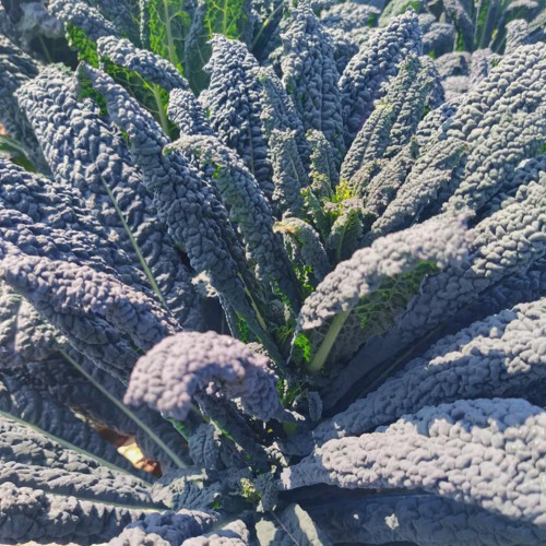 Blue Feather Kale Seeds - Easy to cultivate, vigorous growth, with ornamental and edible value