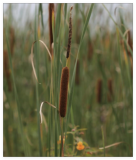 Typha Latifolia Cattail Seeds