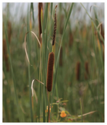 Typha Latifolia Cattail Seeds