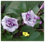 Rare Double Purple Trumpet Tree Seeds
