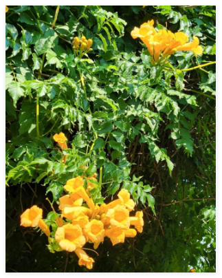 Yellow Trumpet Vine Seeds