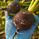 Black Skin Cherry Radish Seeds – Rare Black Skin White Flesh, Crisp Texture, Easy to Grow, Spring Autumn Planting