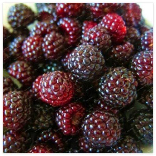 Rare Raspberry Flores Genuine Wild Redish Black Raspberry