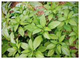 Egyptian Spinach Molokia Molokhia Seeds Garden Planting Non-GMO