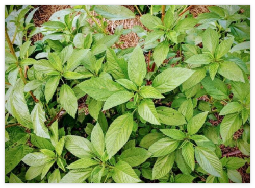 Egyptian Spinach Molokia Molokhia Seeds Garden Planting Non-GMO