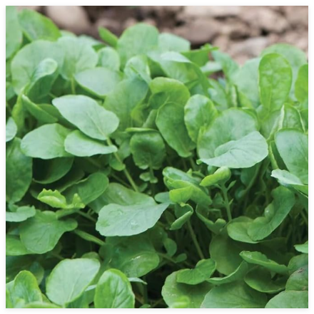 Upland Cress Seeds - for New Planting Non-GMO Heirloom Garden