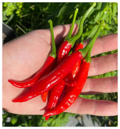 Calabrian Pepper Seeds / HOT Italian Pepper