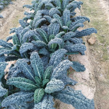Blue Feather Kale Seeds - Easy to cultivate, vigorous growth, with ornamental and edible value