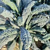 Blue Feather Kale Seeds - Easy to cultivate, vigorous growth, with ornamental and edible value