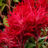 Hezhichun Red Feathered Cockscomb Seeds | Celosia plumosa | Long Blooming for Landscape Potted Cut Flower