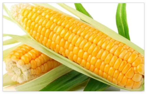 Sweet Golden Bantam Corn Seeds - Heirloom - Organic - Non GMO - Fresh