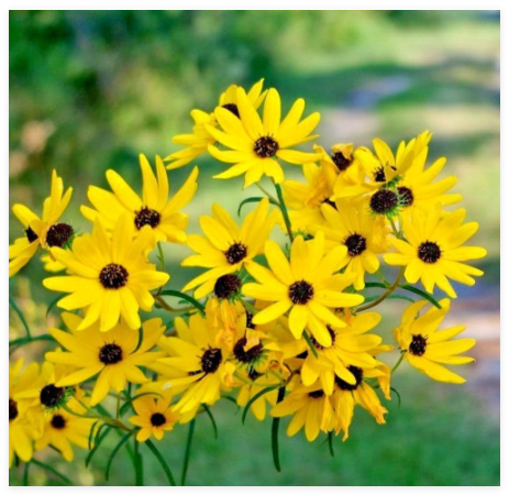 Swamp Sunflower Seeds Perennial Native Wildflower Poor Soils Heat Cold Easy