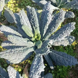 Blue Feather Kale Seeds - Easy to cultivate, vigorous growth, with ornamental and edible value