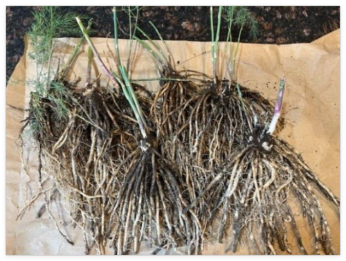 Mary Washington Asparagus Live Plants, 2yr Crowns