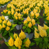 Hezhichun Yellow Feathered Cockscomb Seeds – Celosia plumosa, Long Blooming Period for Cut Flowers & Dried Arrangements