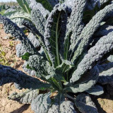 Blue Feather Kale Seeds - Easy to cultivate, vigorous growth, with ornamental and edible value